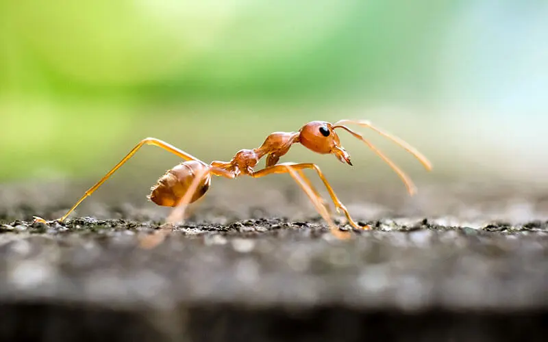 fire ant