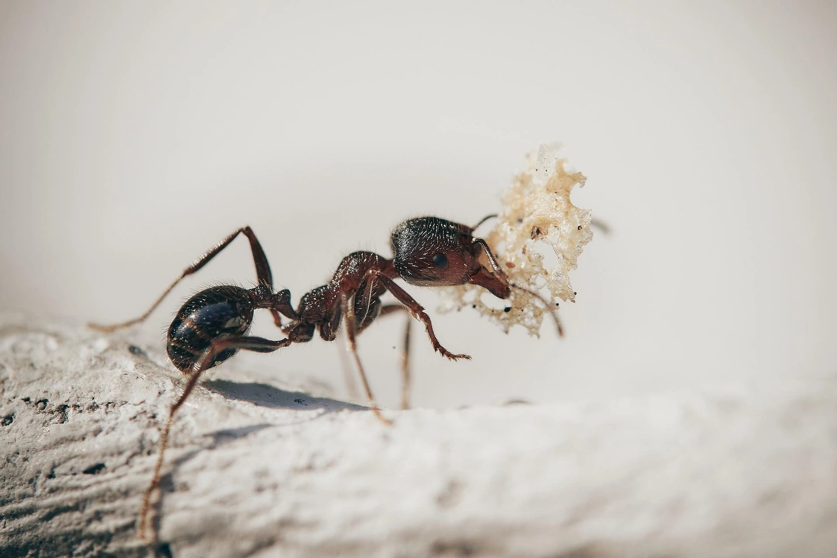 odorous house ant