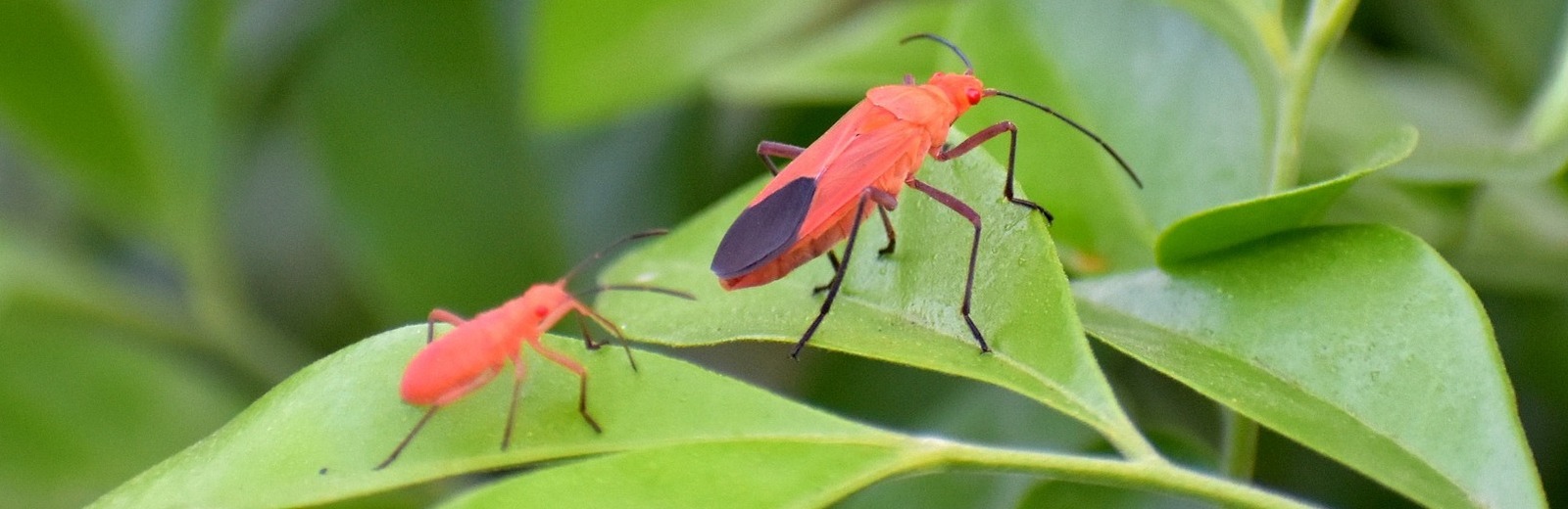 Boxelder Bugs in Surprise, AZ Greenleaf Pest Control
