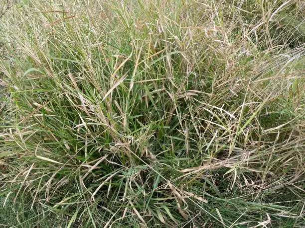 buffelgrass