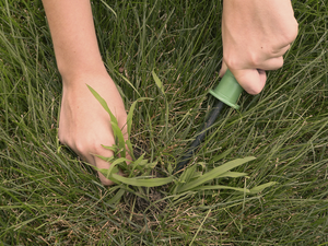 crabgrass