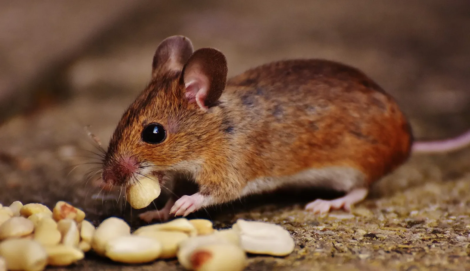 Mouse eating nuts