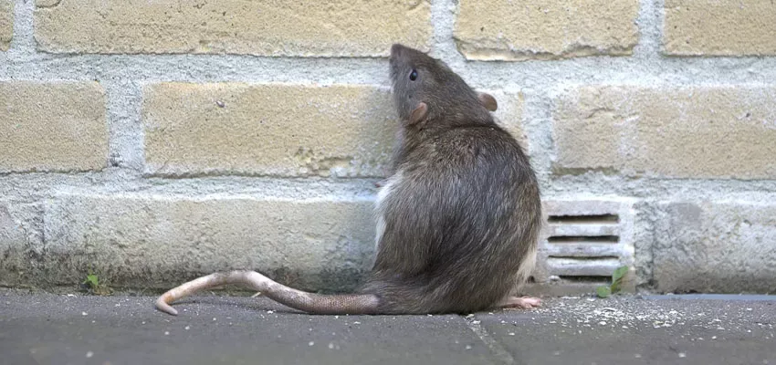 service image rat