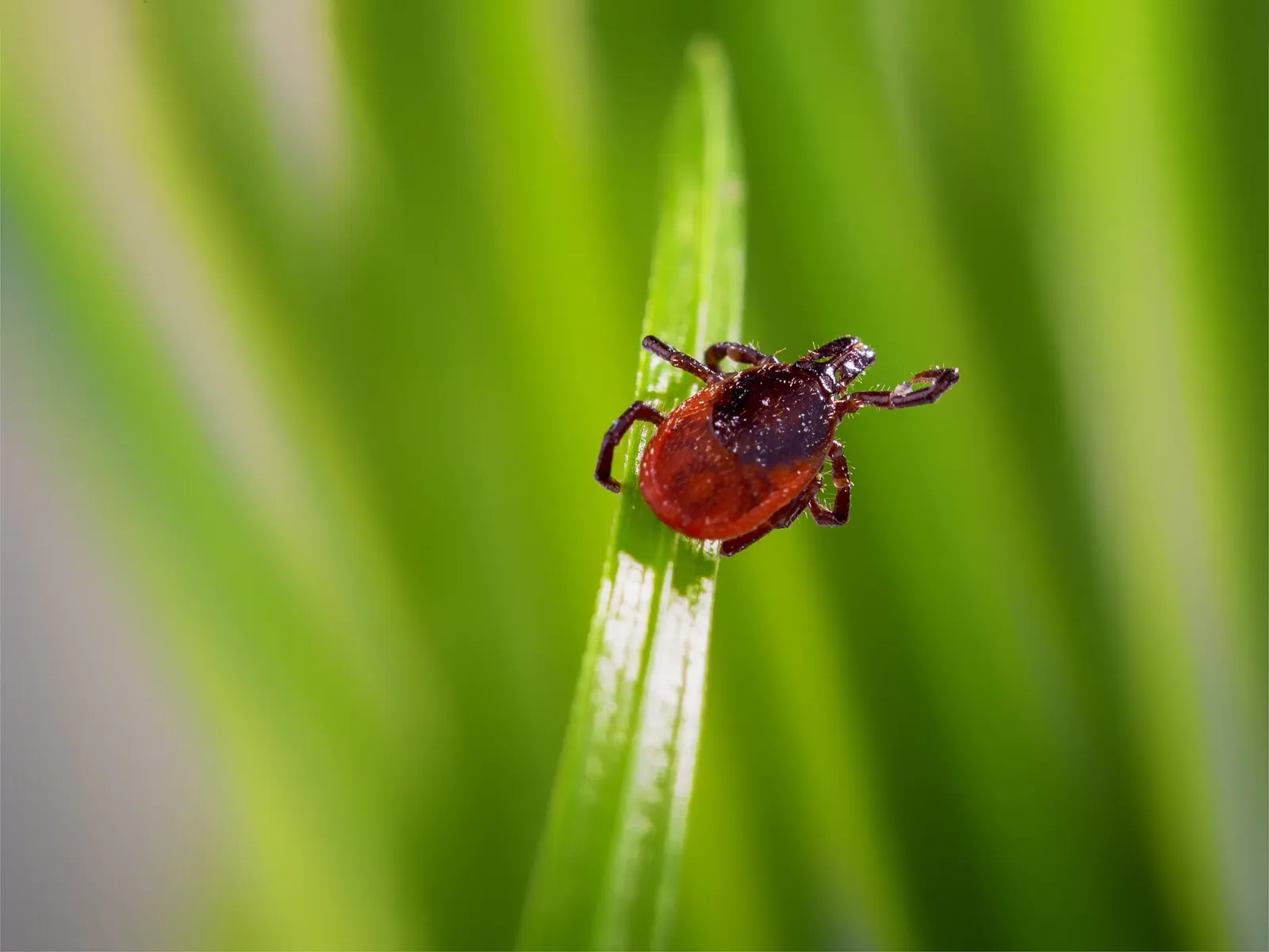 tick in grass