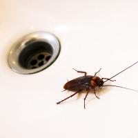 Roach in Pheonix