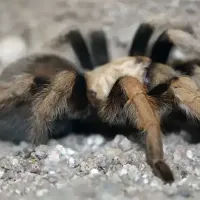 blonde tarantula