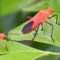 Bozelder bug in Arizona