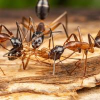 carpenter ants on a piece of wood