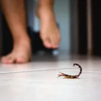 person almost stepping on a scorpion