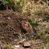 gopher coming out of a gopher hole