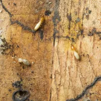 Subterranean Termites