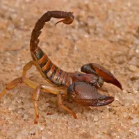 brown scorpion in arizona