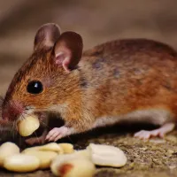 Mouse eating nuts