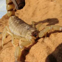 bark scorpion in phoenix, az