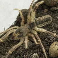 Camel Spider