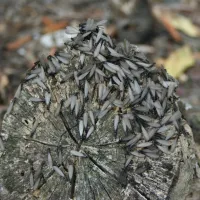 Winged termites on a wood stump