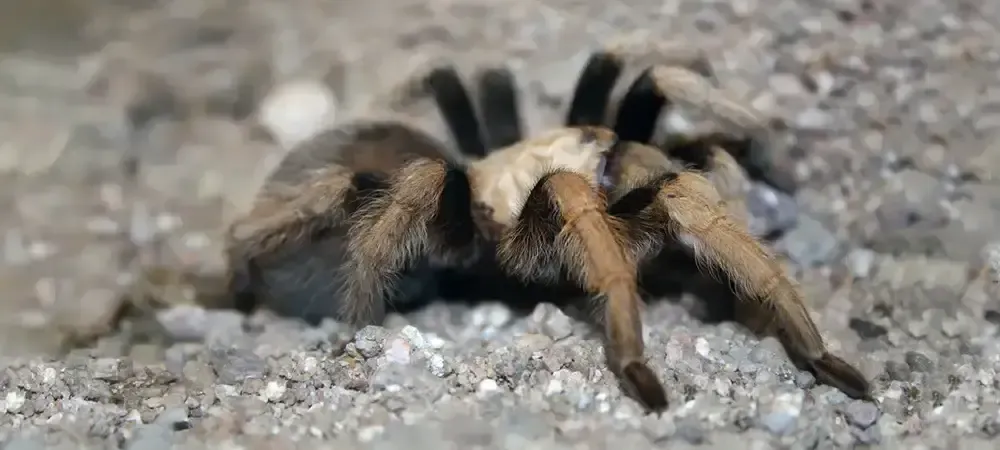 blonde tarantula