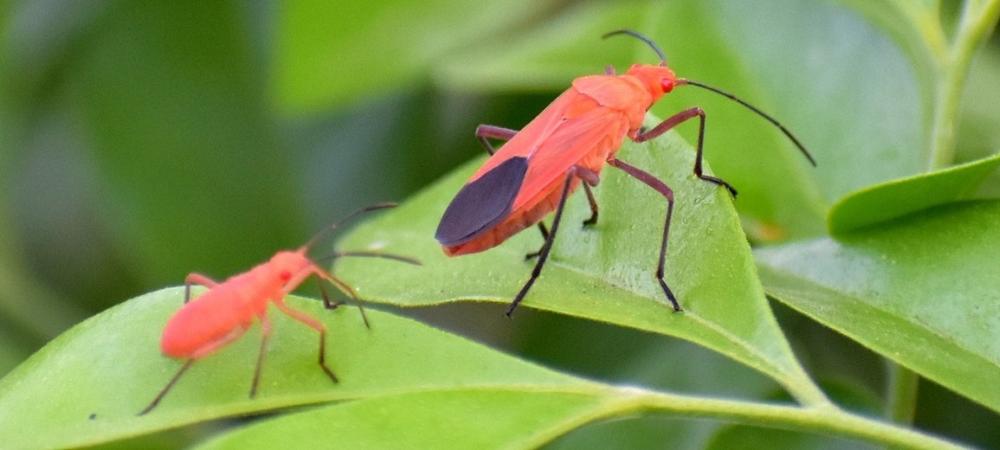 Bozelder bug in Arizona