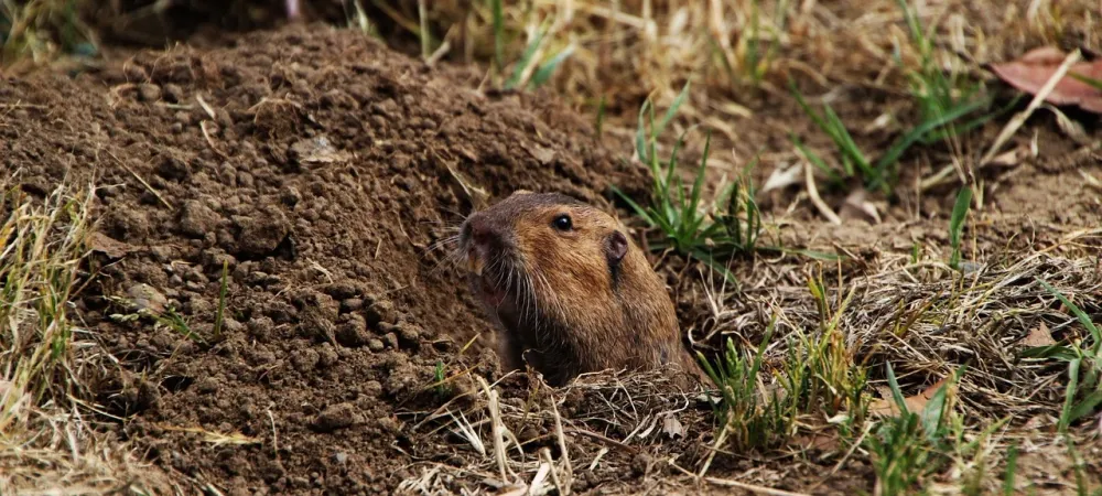 gopher coming out of a gopher hole