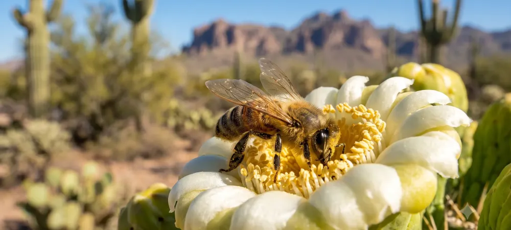 honey bee in arizona