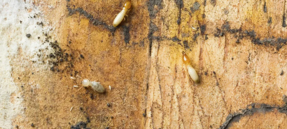 Subterranean Termites