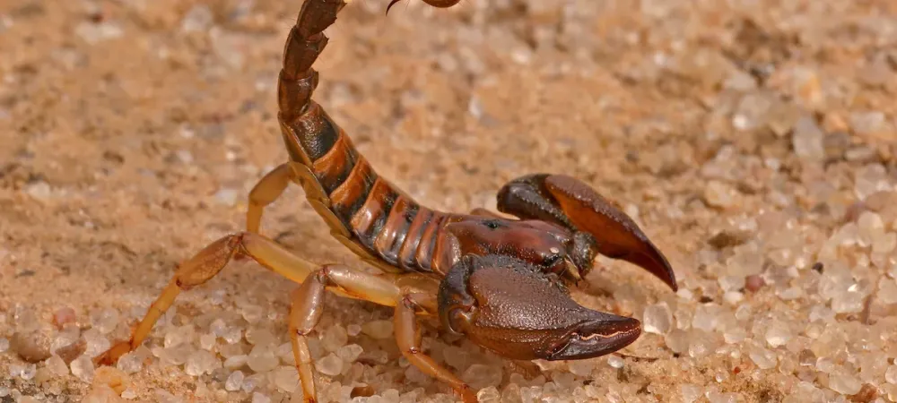 brown scorpion in arizona