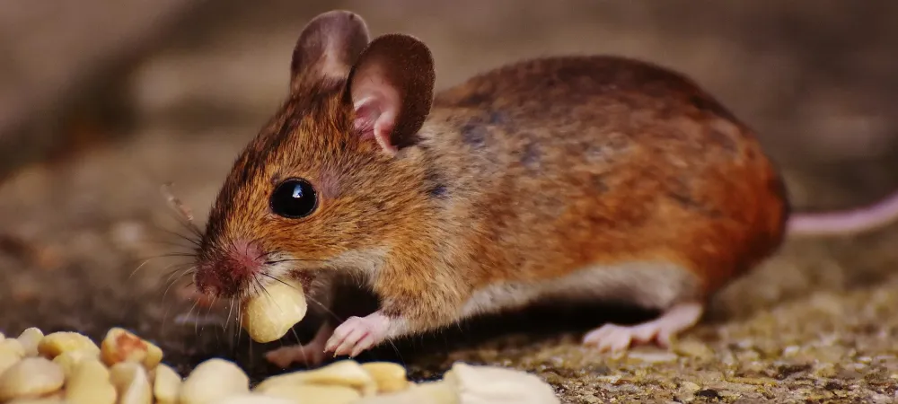 Mouse eating nuts
