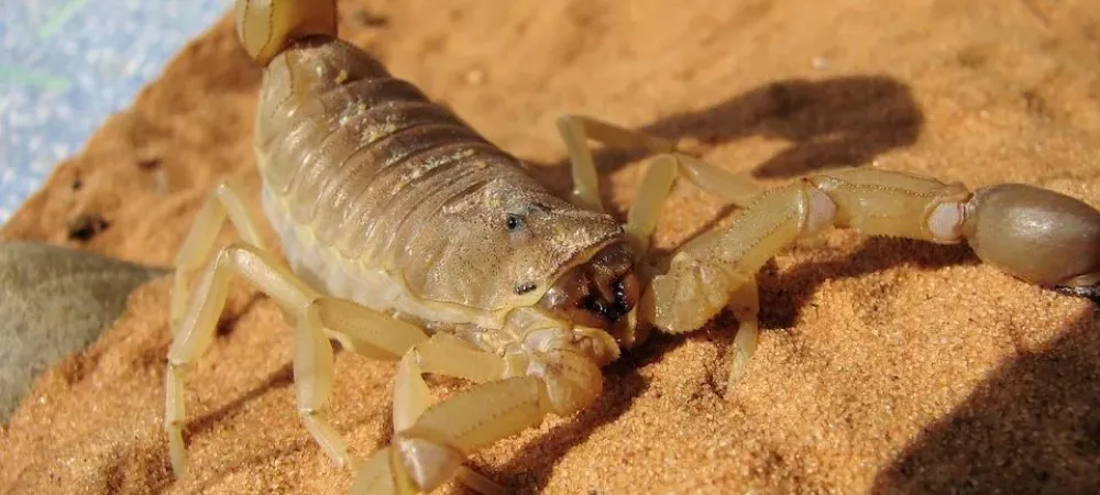 bark scorpion in phoenix, az