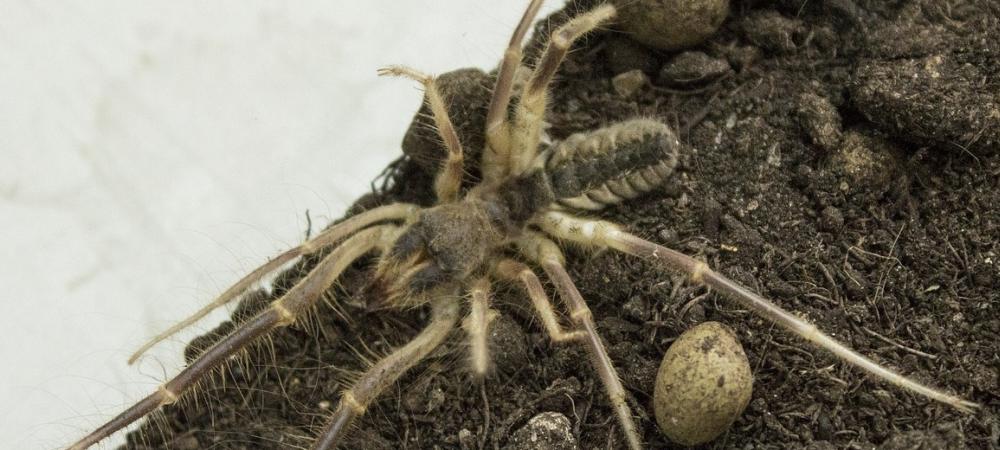 Camel Spider