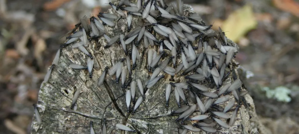 Winged termites on a wood stump