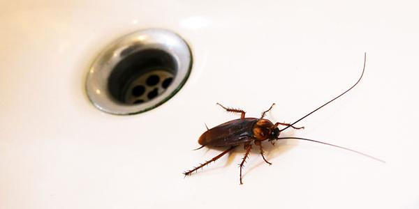 Roach in Pheonix