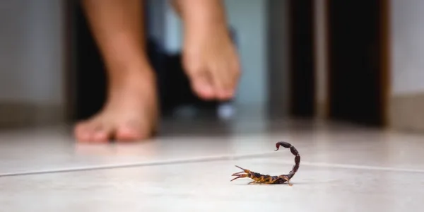 person almost stepping on a scorpion