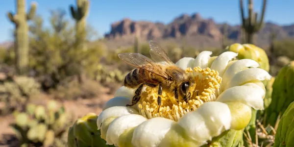 honey bee in arizona