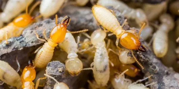 Termite Treatment