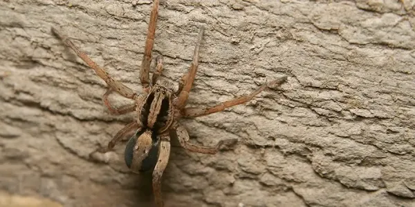 wolf spider