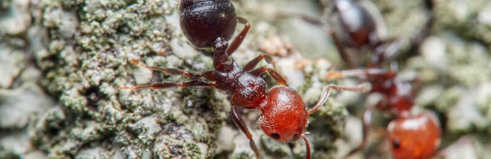 Two acrobat ants going for a stroll