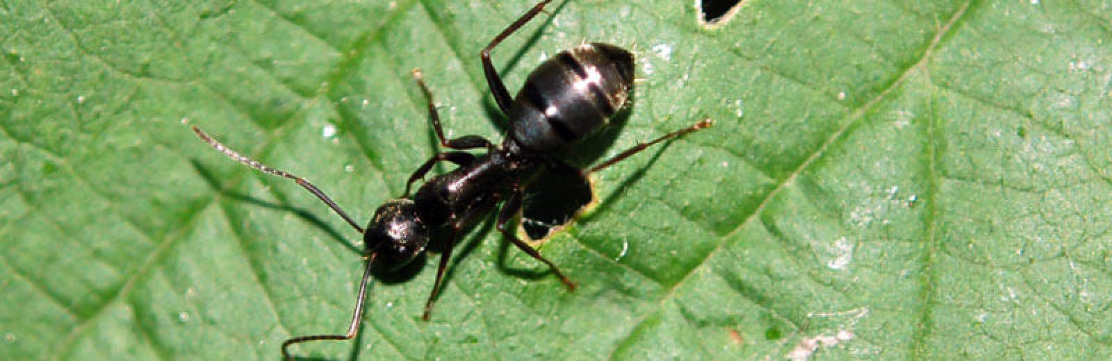 An argentine ant on a leaf