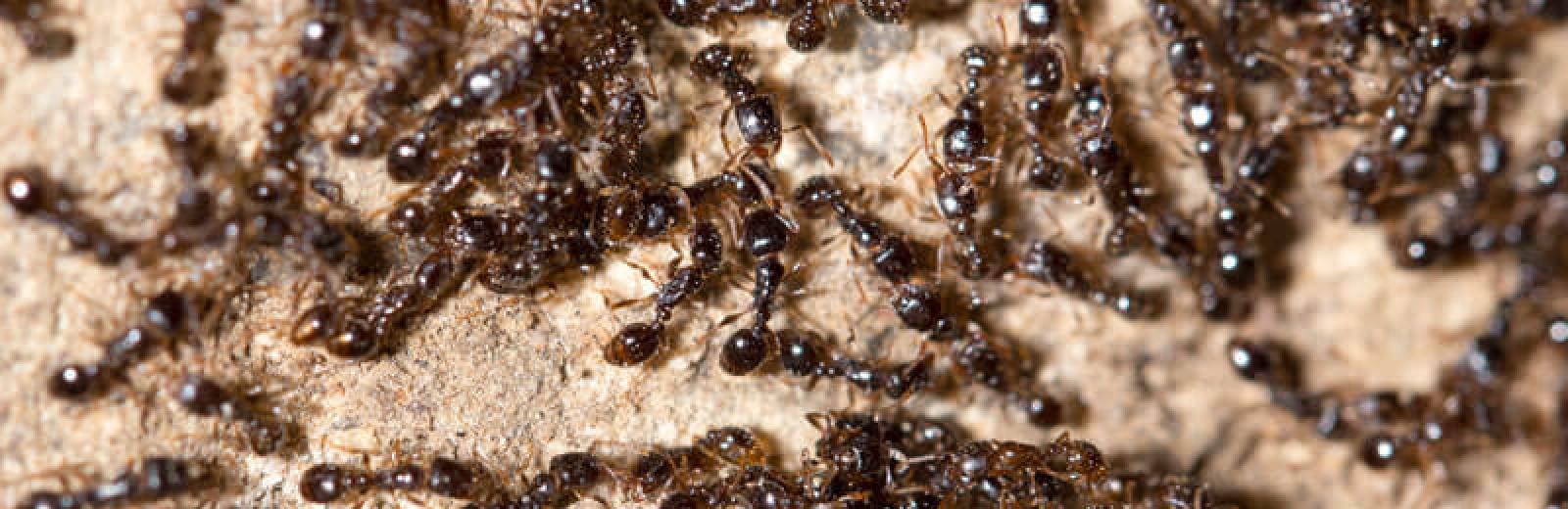 A colony of little black ants