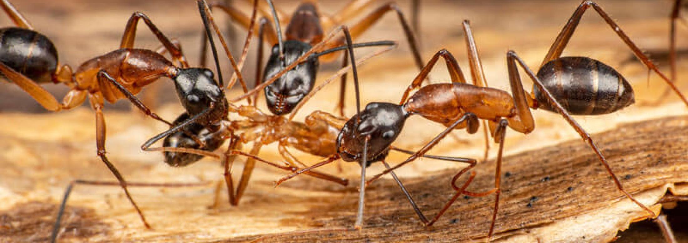 A colony of carpenter ants