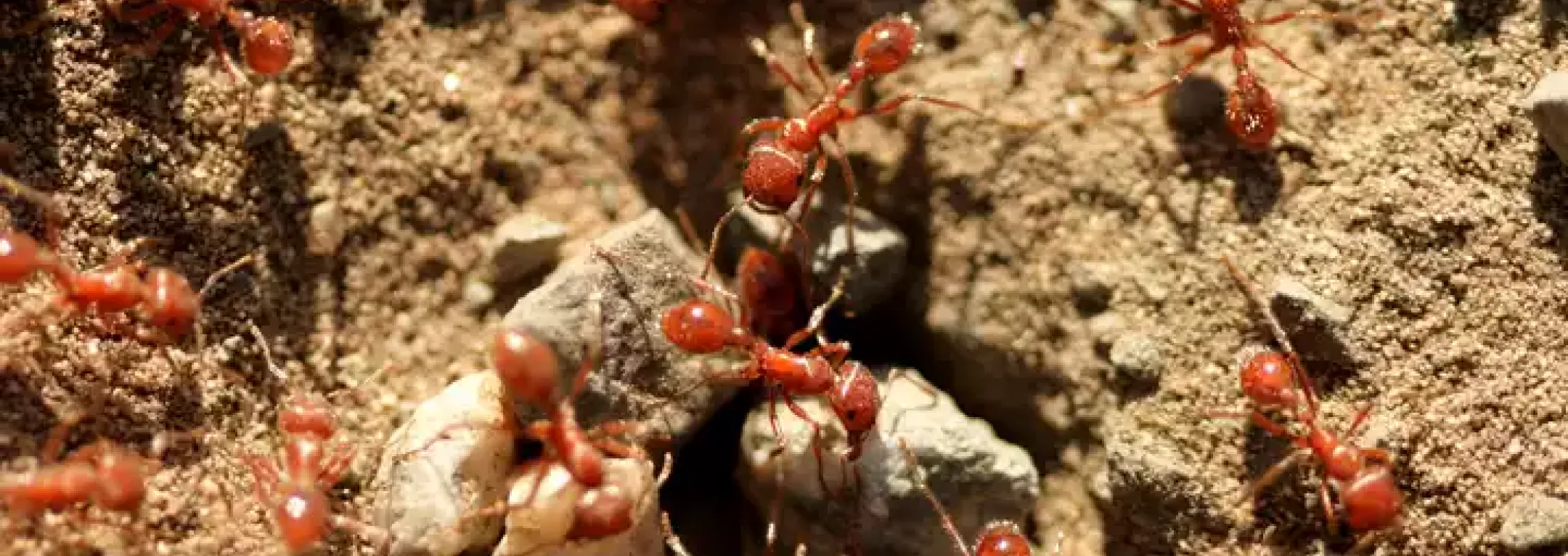 A fire ant colony