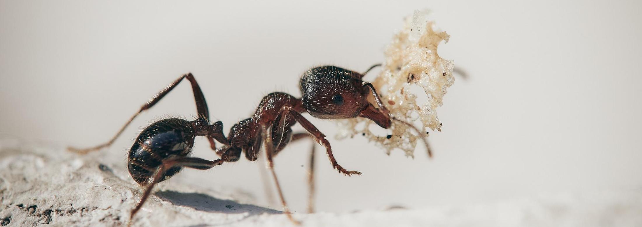 An odorous black ant
