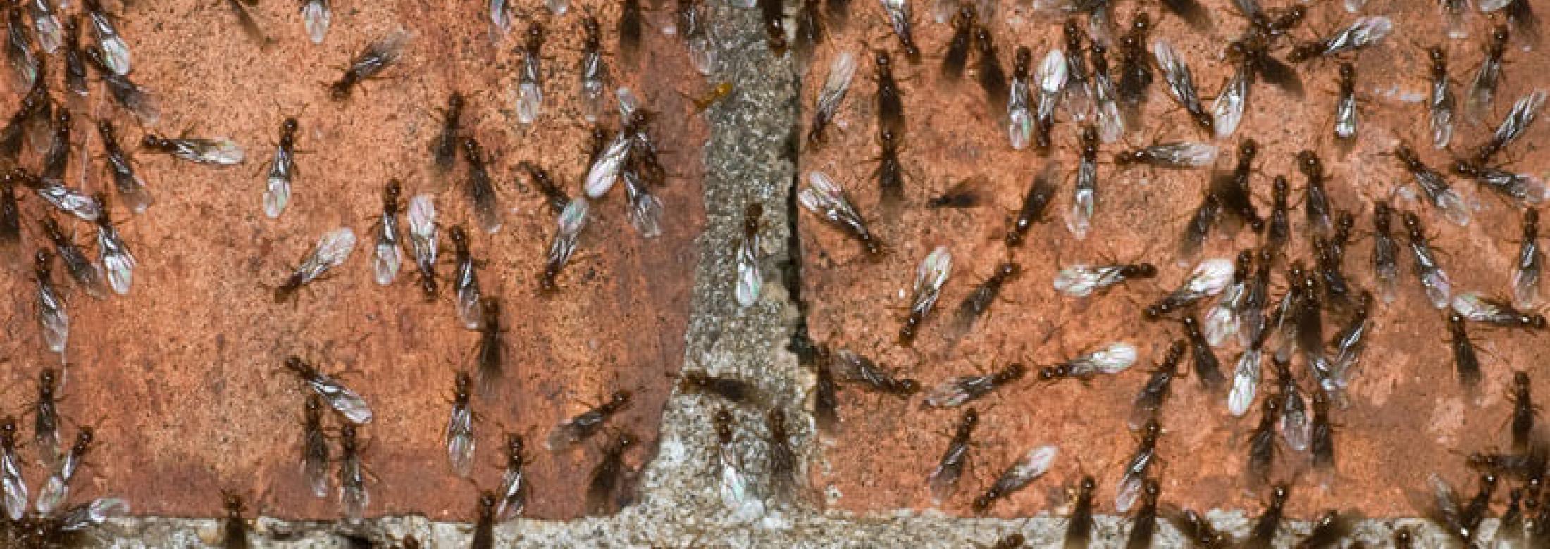 A colony of pavement ants