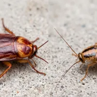 American and German cockroach comparison  - AI Assisted Image