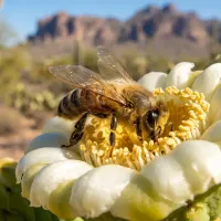 Arizona honeybee - AI Assisted Image