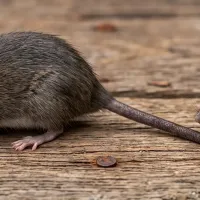 Rodent comparison - AI Assisted Image