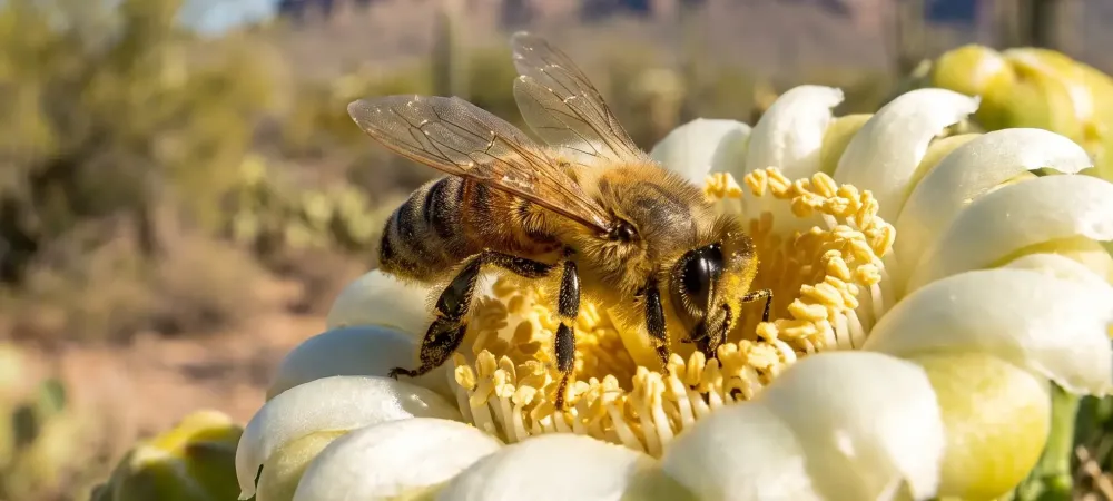 Arizona honeybee - AI Assisted Image