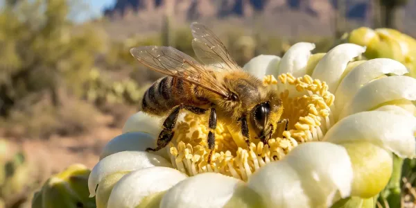 Arizona honeybee - AI Assisted Image